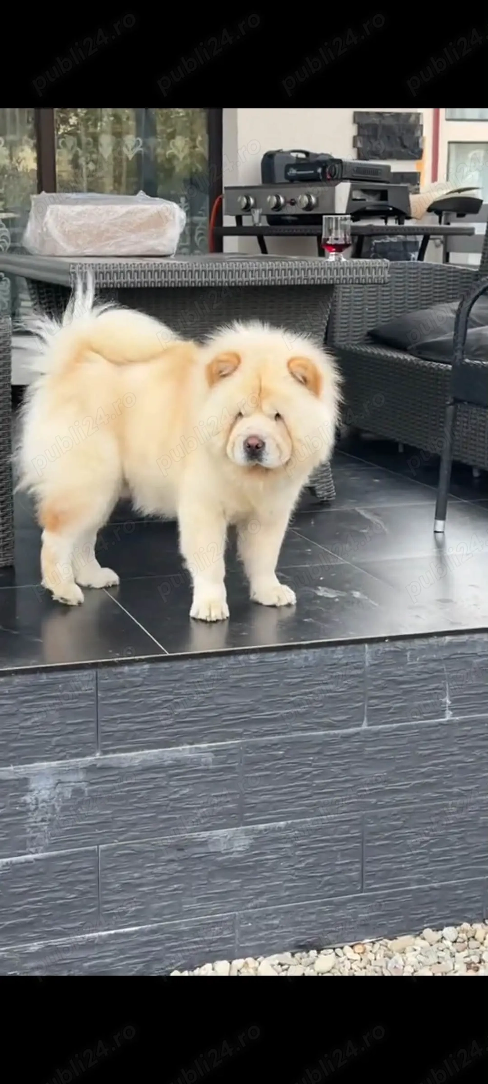 Chow Chow femelă 