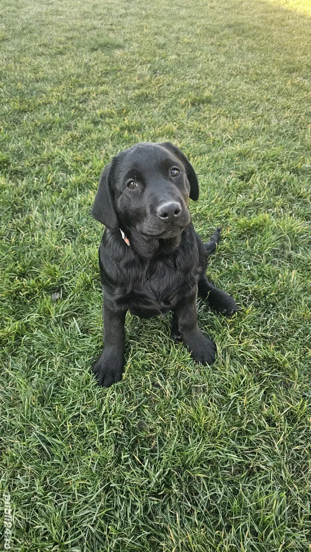 Labrador Retriever Pedigree tip A