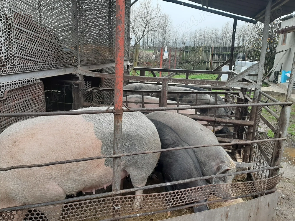 Porci de vanzare crescuți natural 