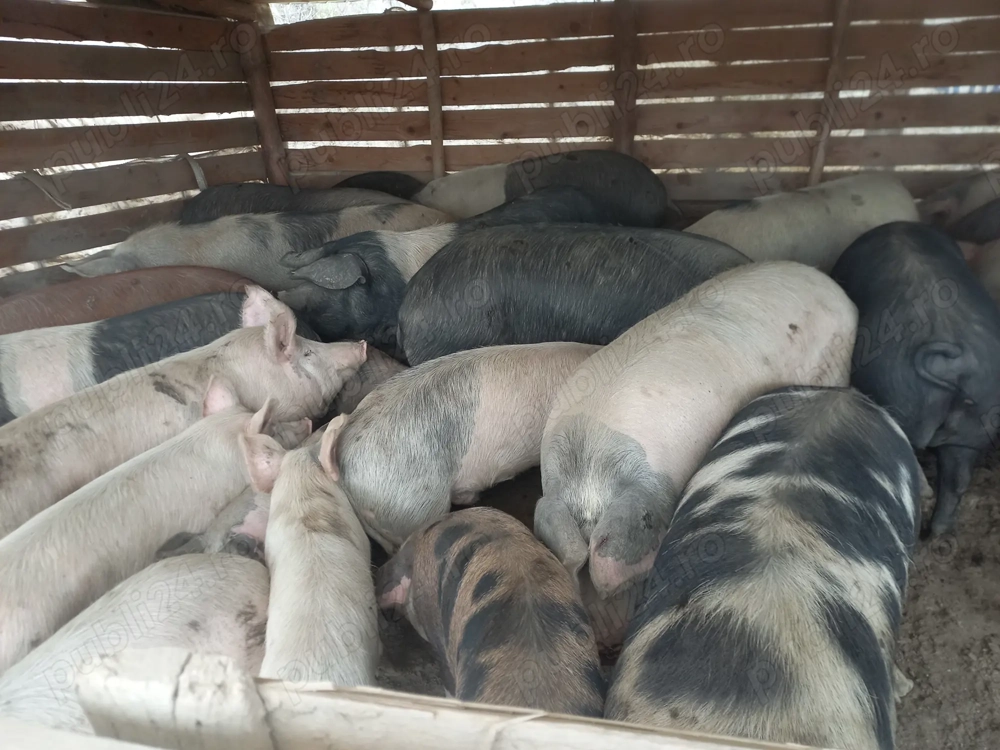 Porci pentru Crăciun 