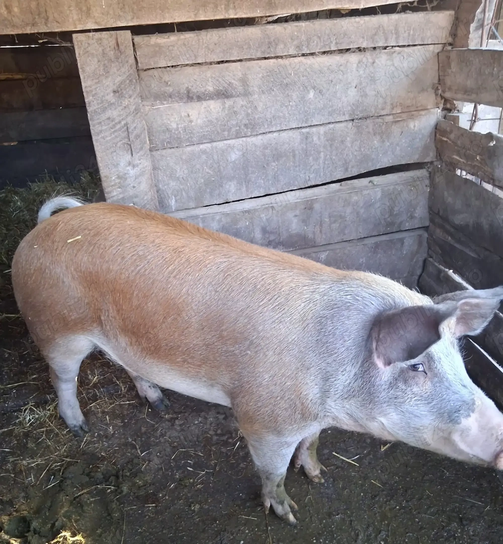 Porc gras de vanzare 140 kg