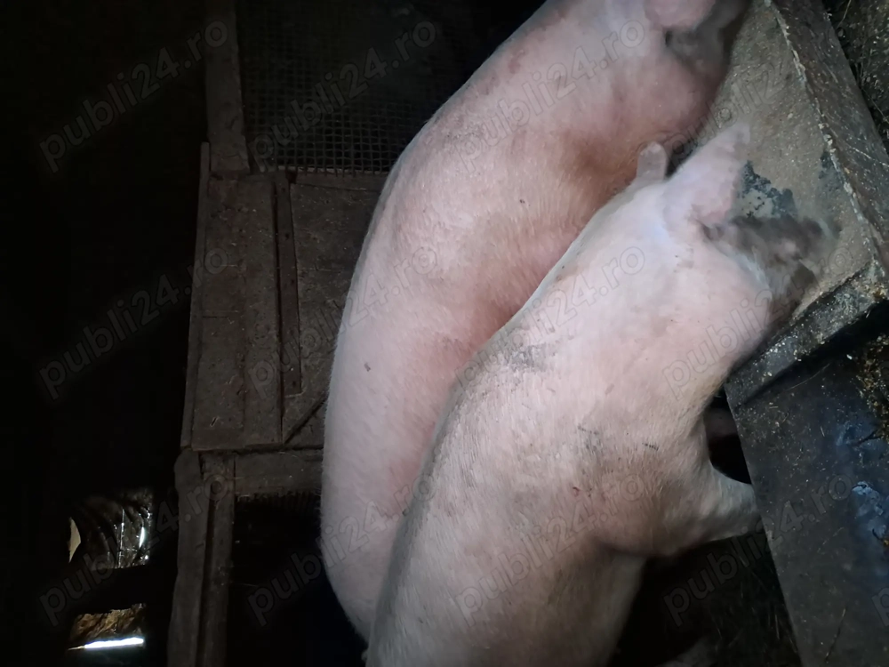 Van un porc la alegere 