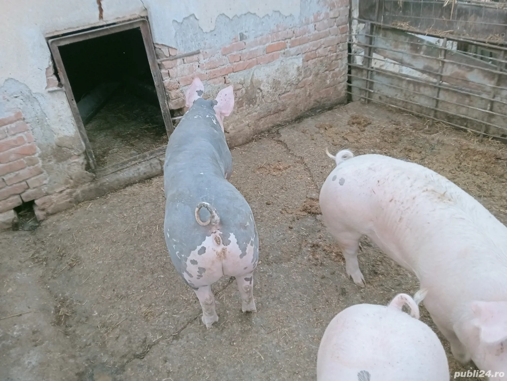 Vând porcii în viu 15 lei kg sau la carcasă 20 lei kg 