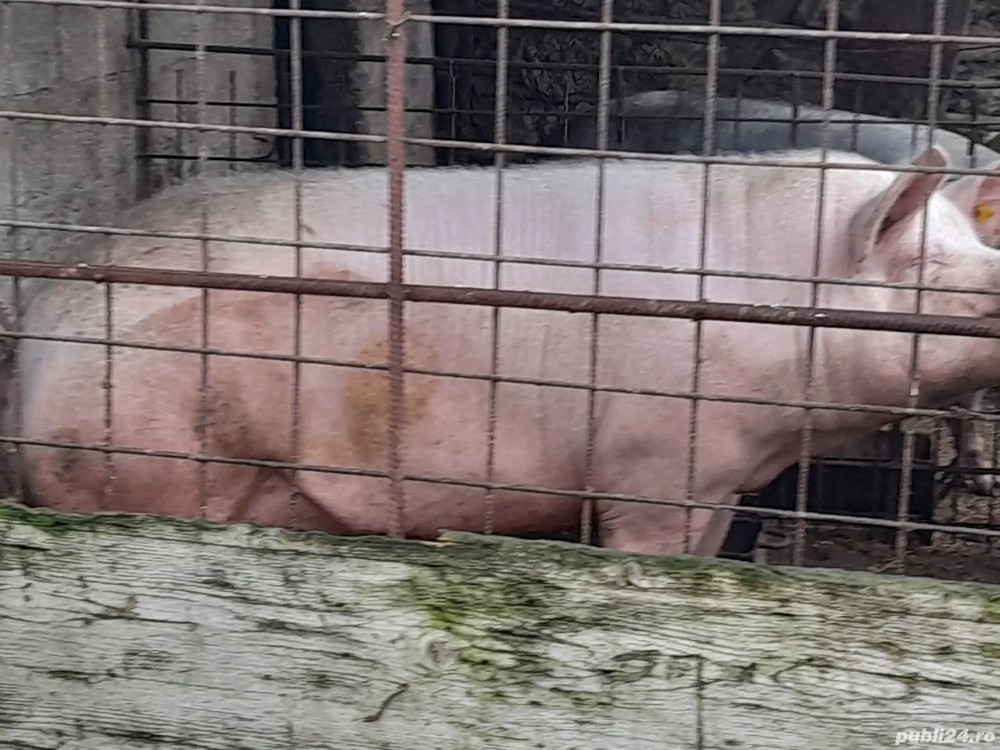 De vânzare, crescut cu cerealele, porumb, orzsi grâu 