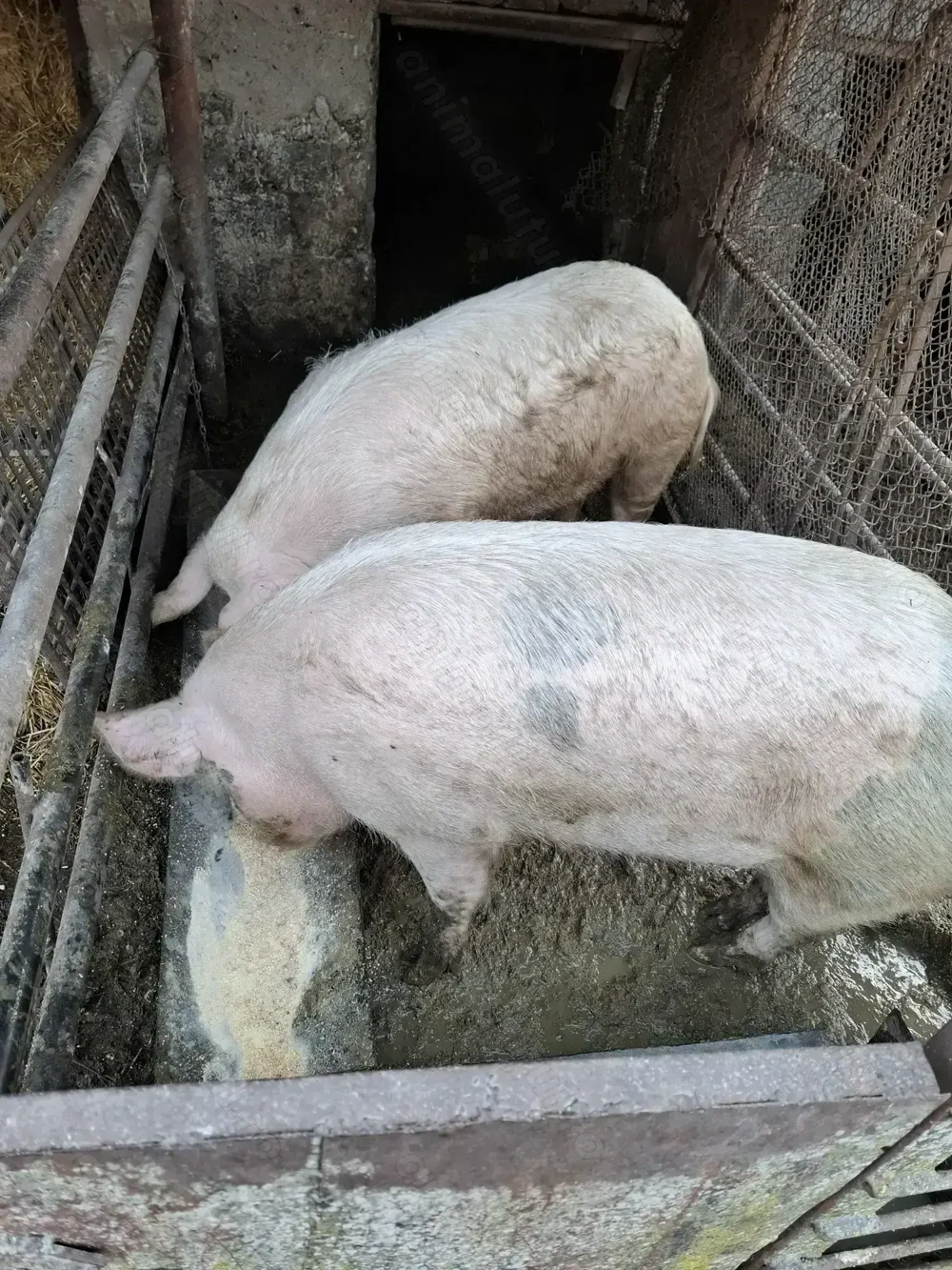 Vand porci intre 140-250 kg