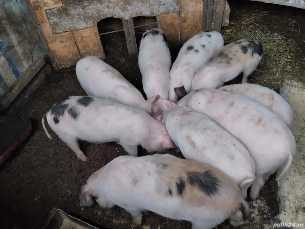 Purceii de vânzare în satul Rași!