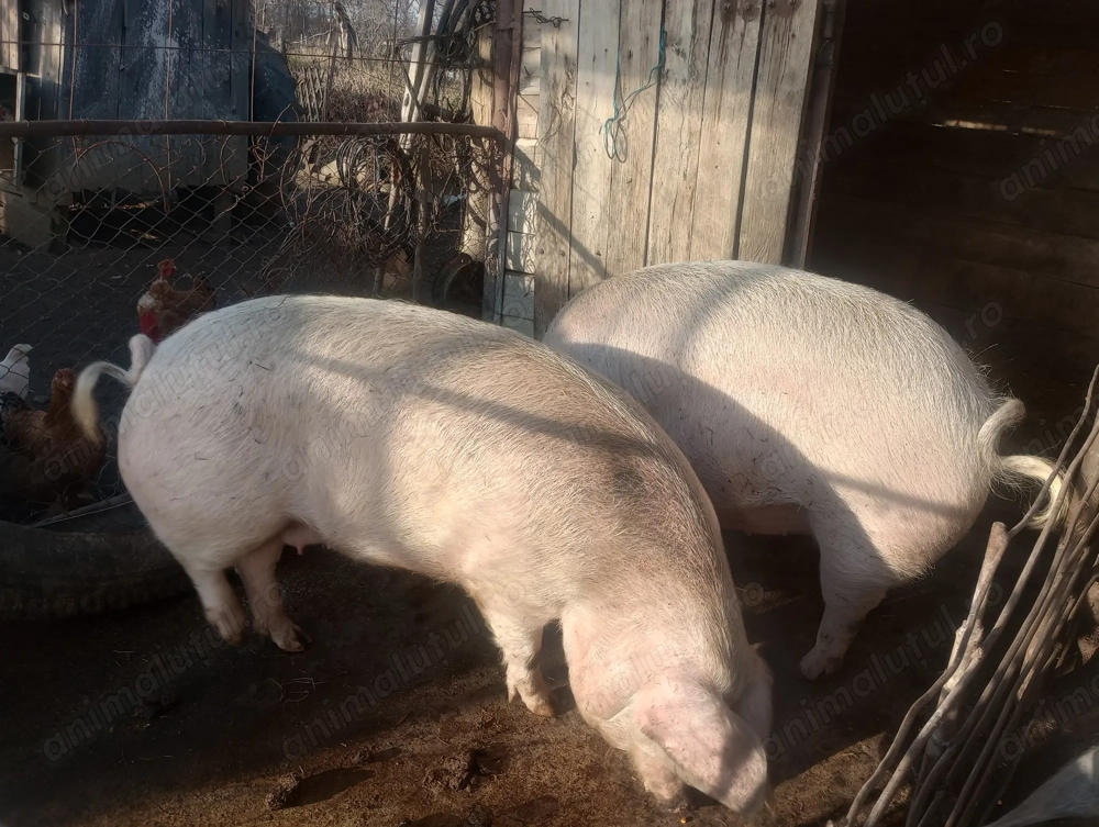 Porci frumoși, de carne pe alegere 