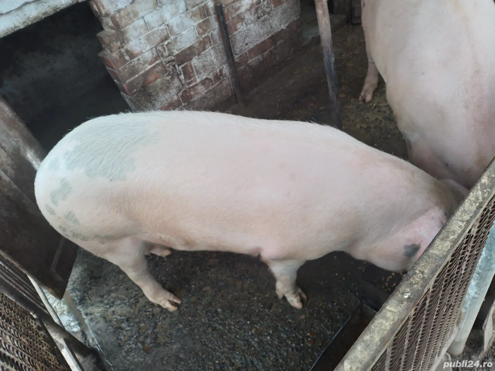 Vand porc crescut la curte-17 leikg