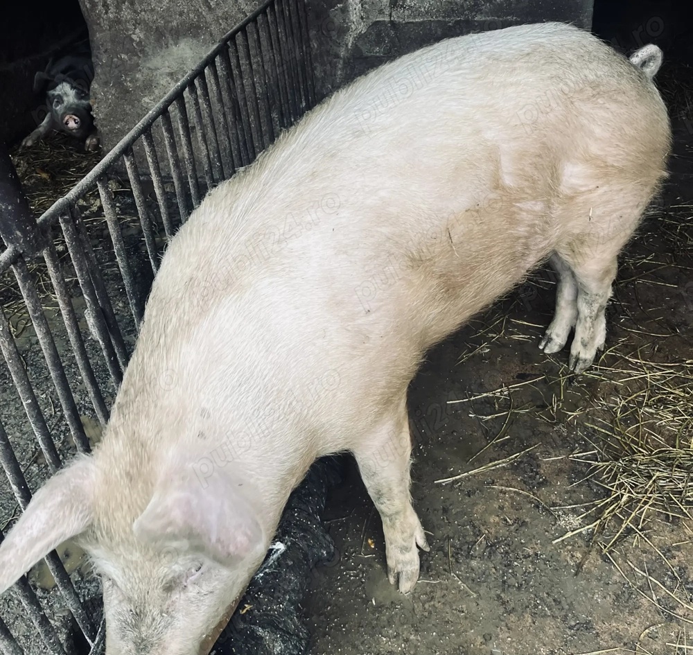 Porc de vânzare 