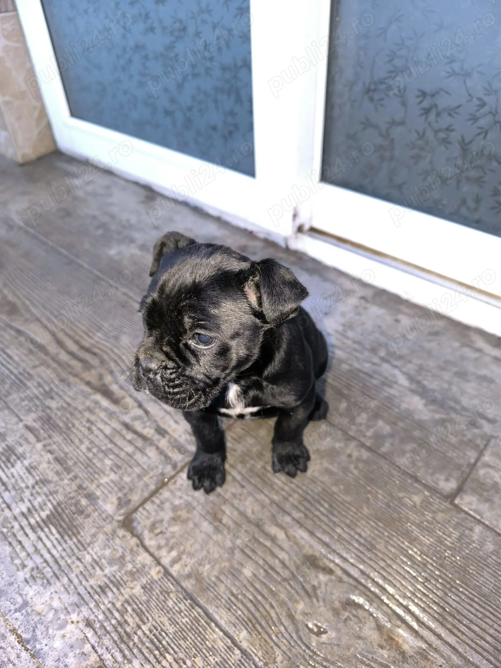 Cane corso pui aproximativ 3 săptămâni 