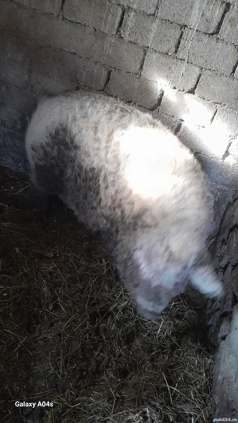 vind porci pt sacrificat,mangalita blondă de la 120  la 200 kg