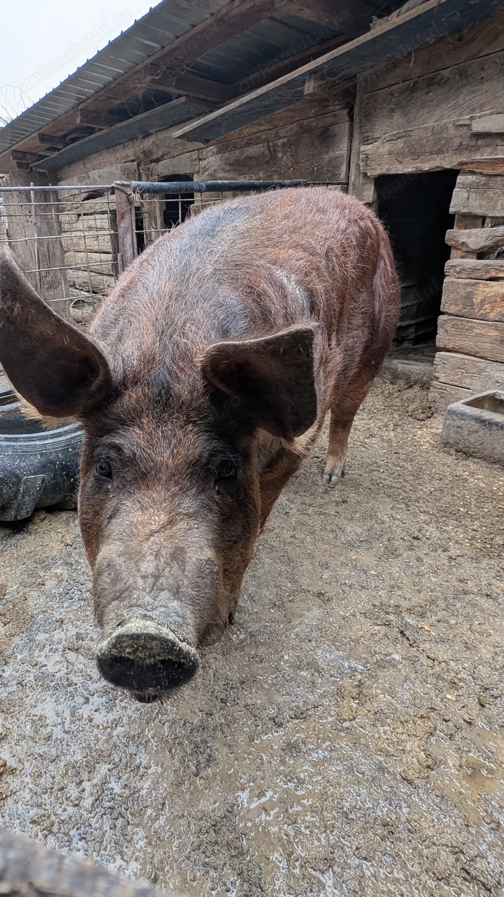 Vând scroafa de peste 200 de kg