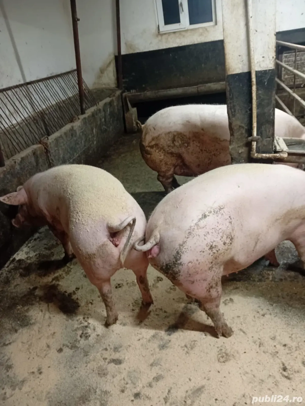 Porci din gospodărie 