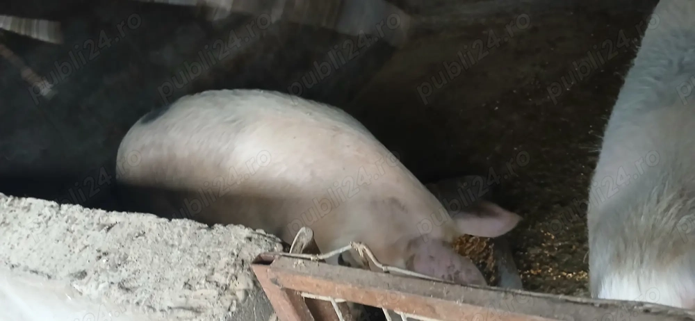 Porci și purcei de vanzare