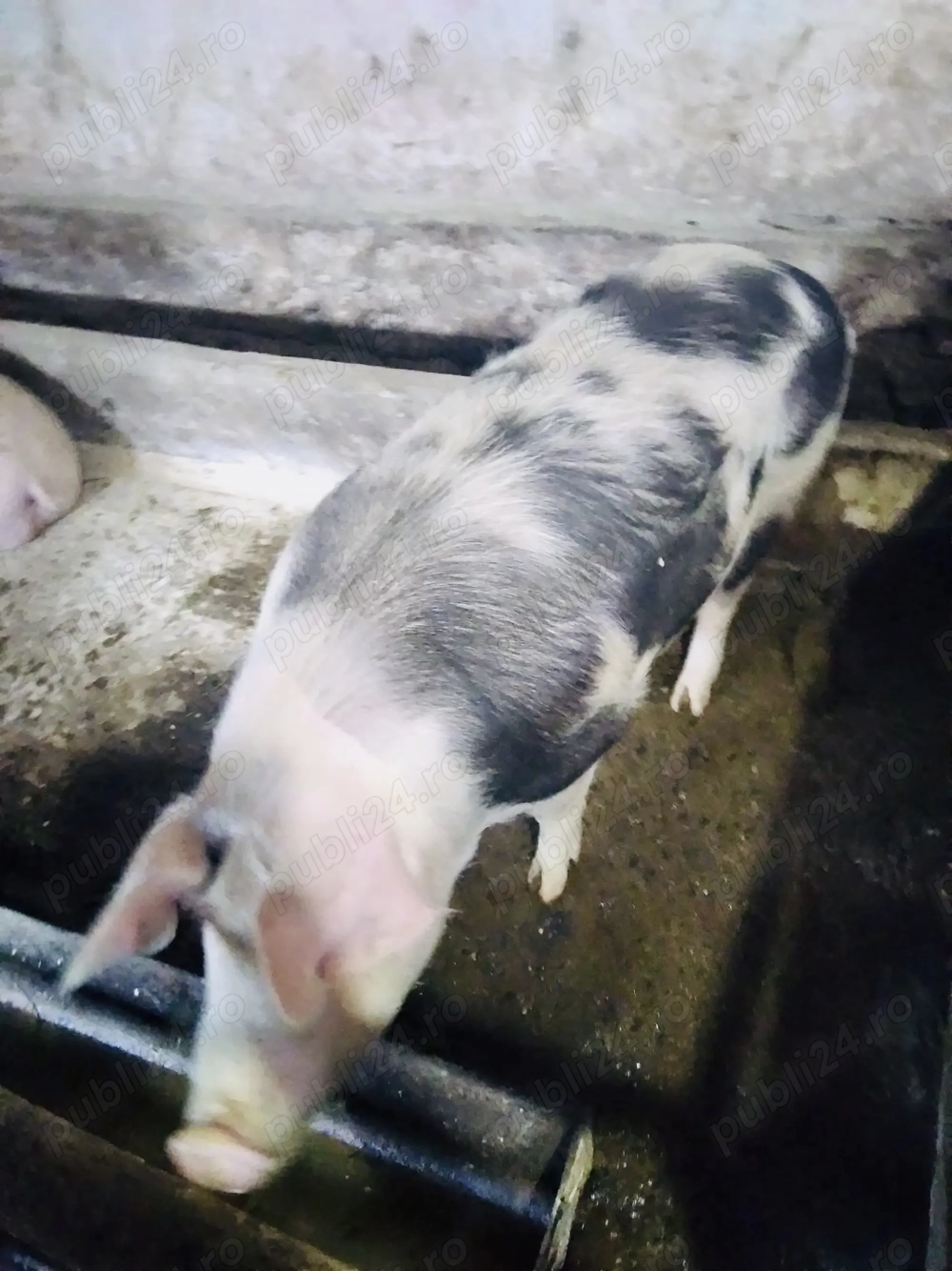 Vand porci pentru taiat 