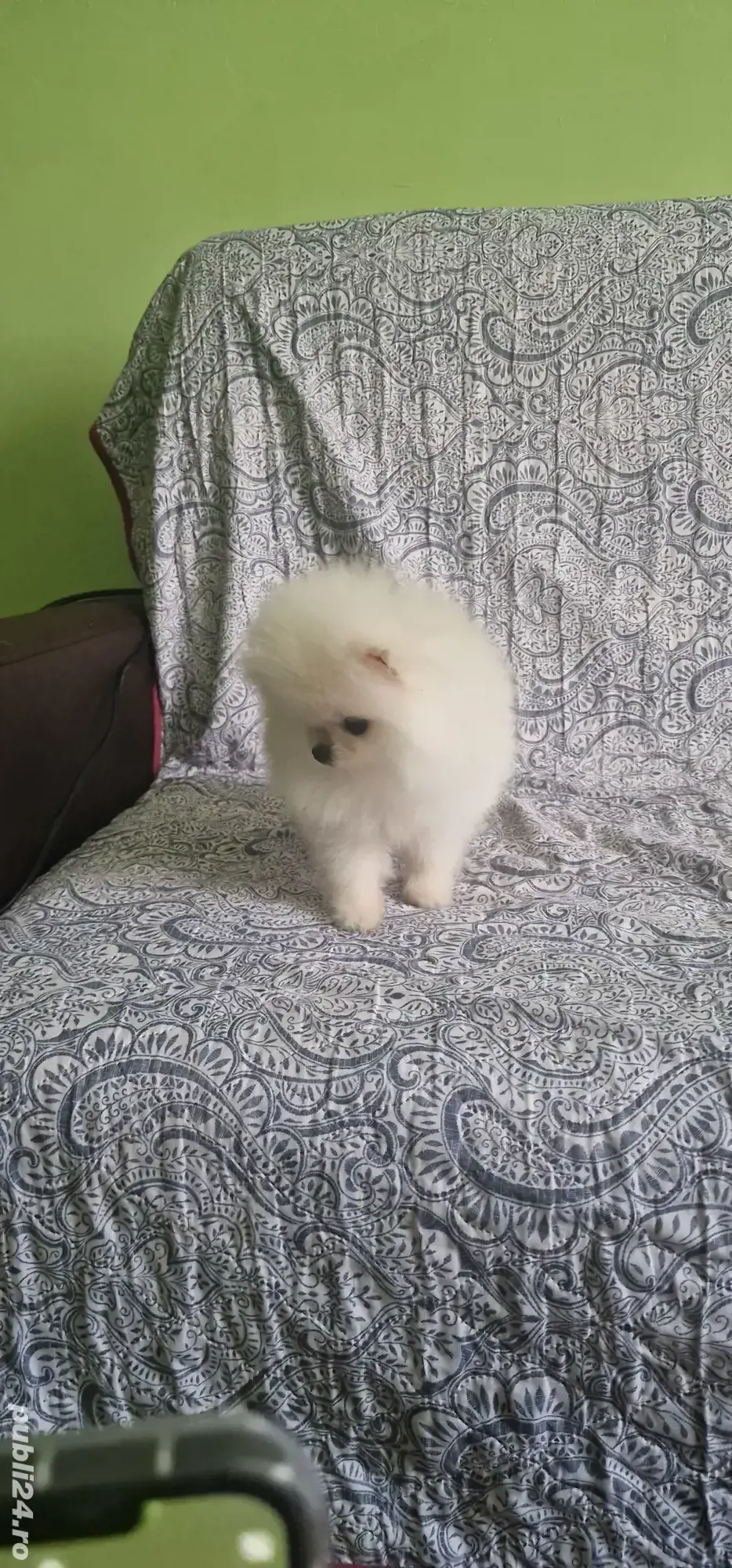 Baietel Pomeranian Boo toy rasa pura
