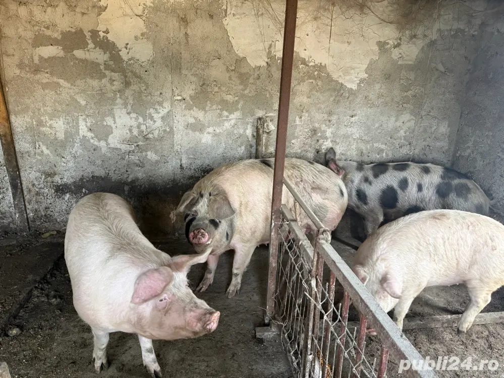 Porci de vanzare 