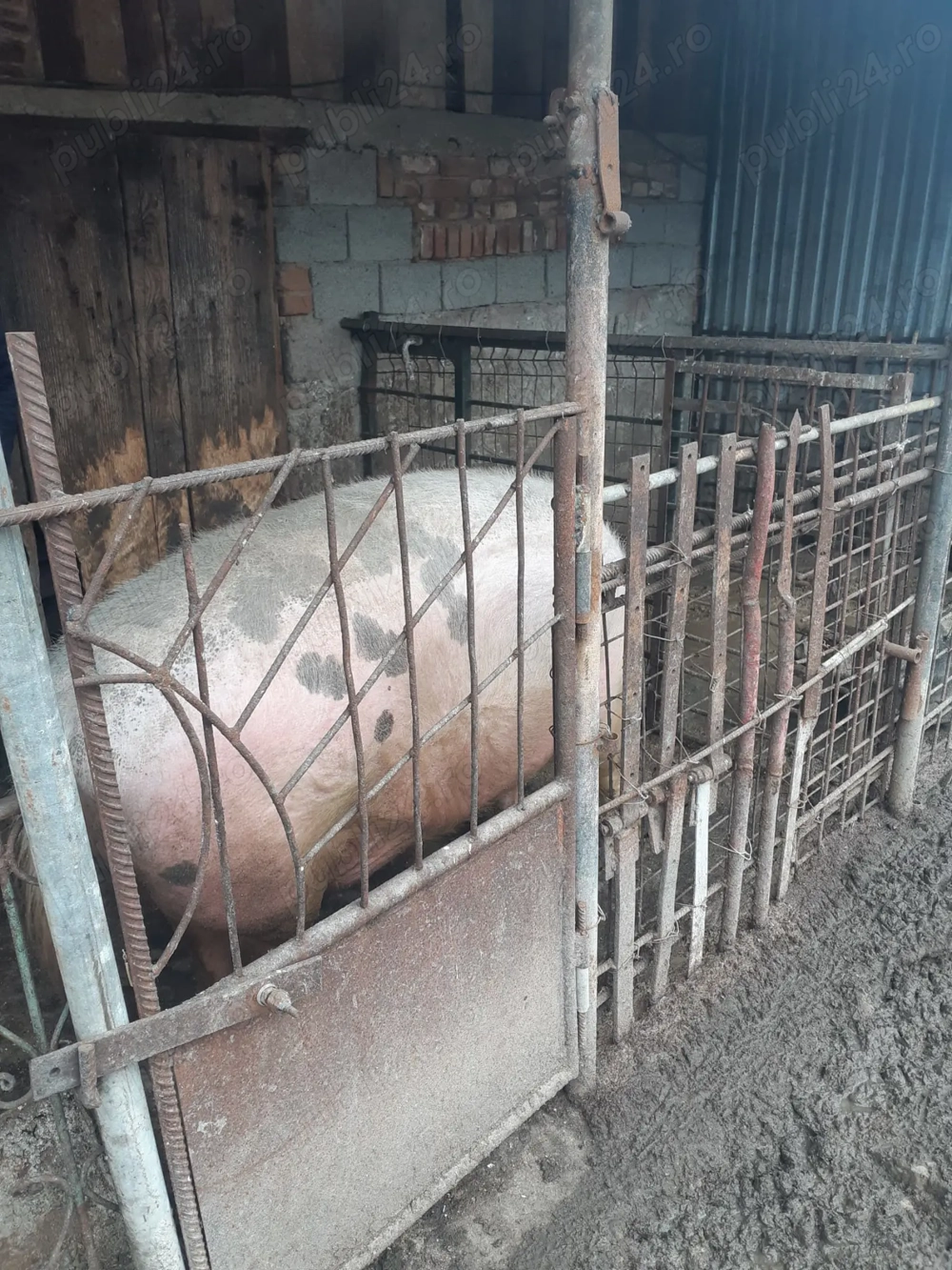 Vand porc de de 350-400 kg