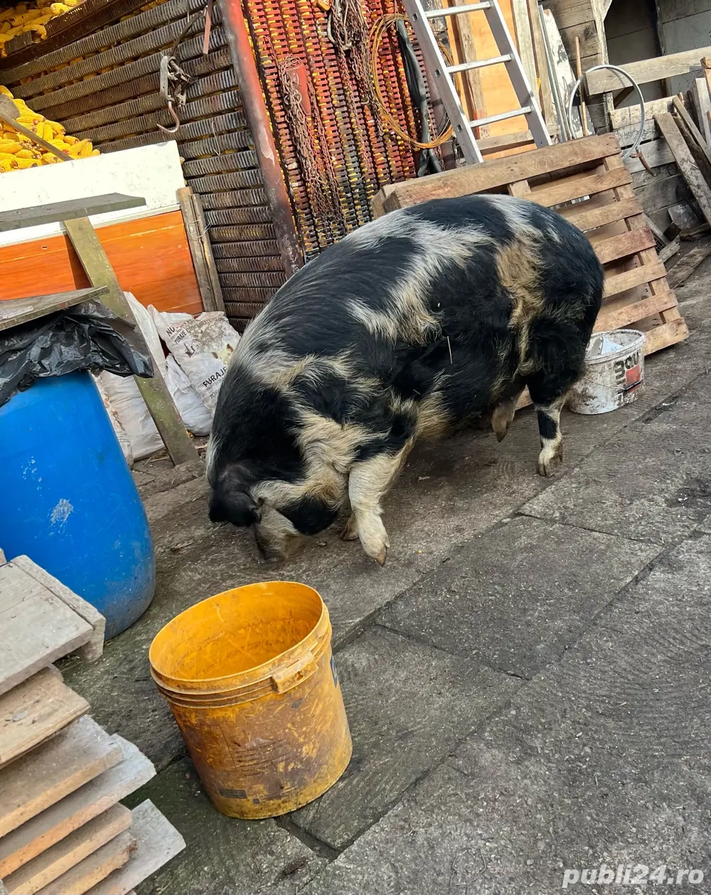 porc de vanzare 