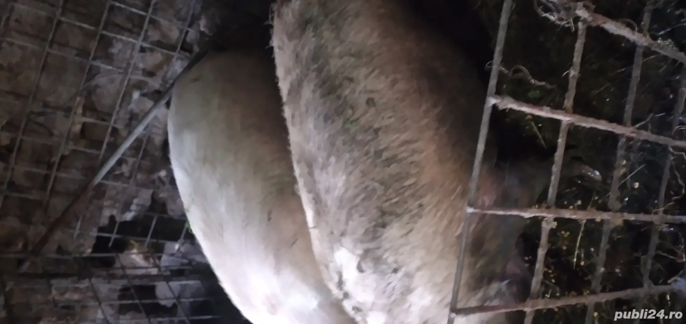 vand porci aproximativ 200 kg 1300