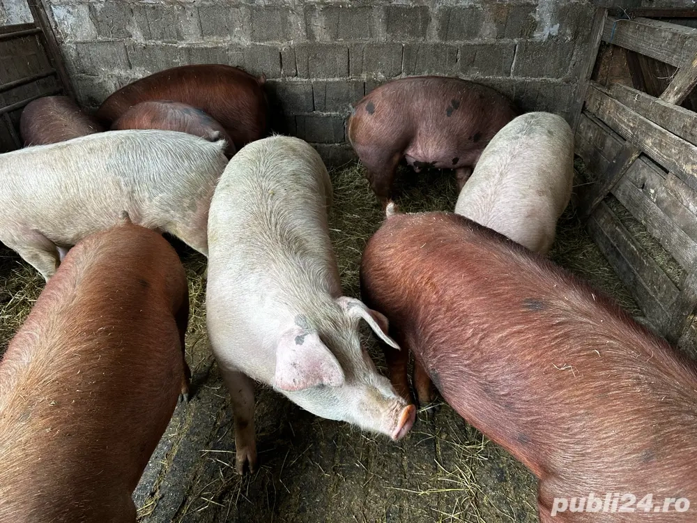 Porci tineri de carne 