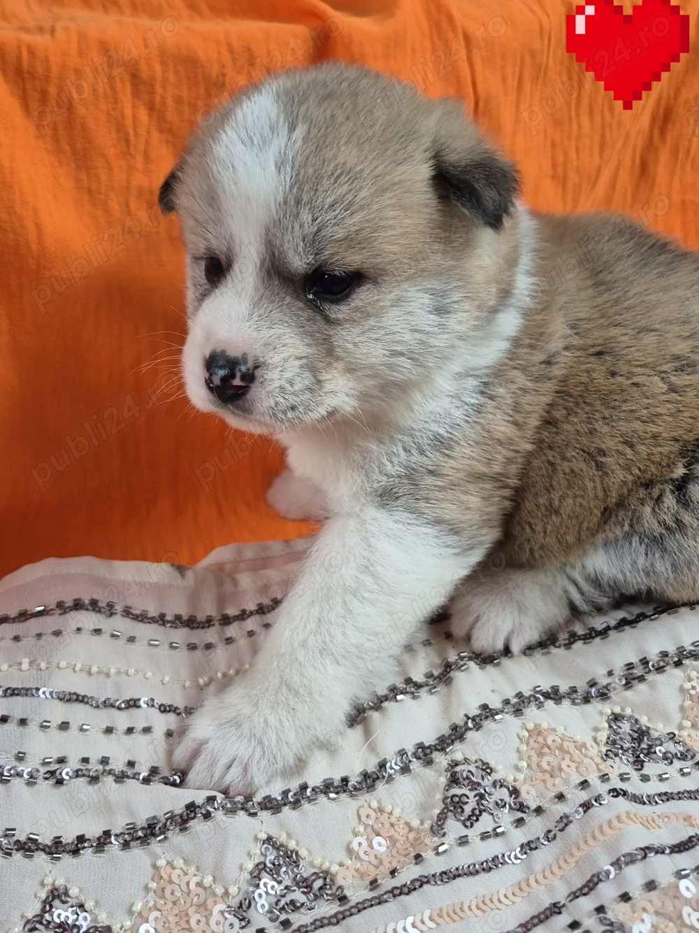 Pui  Akita  750 lei  (1500euro).   