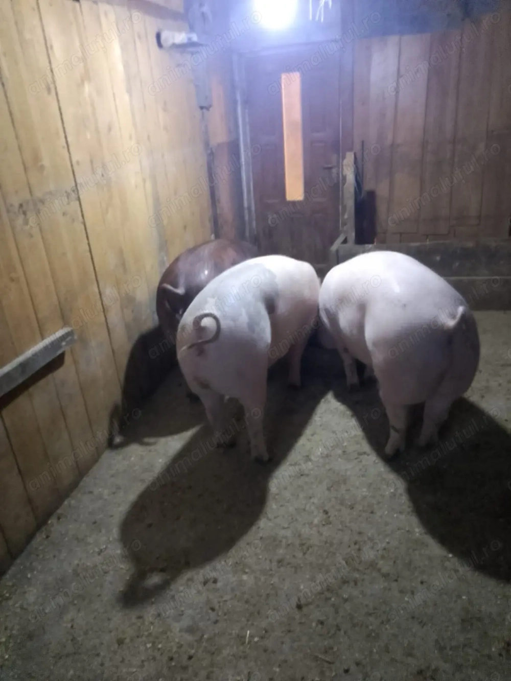 Porci de vânzare crescuți bio