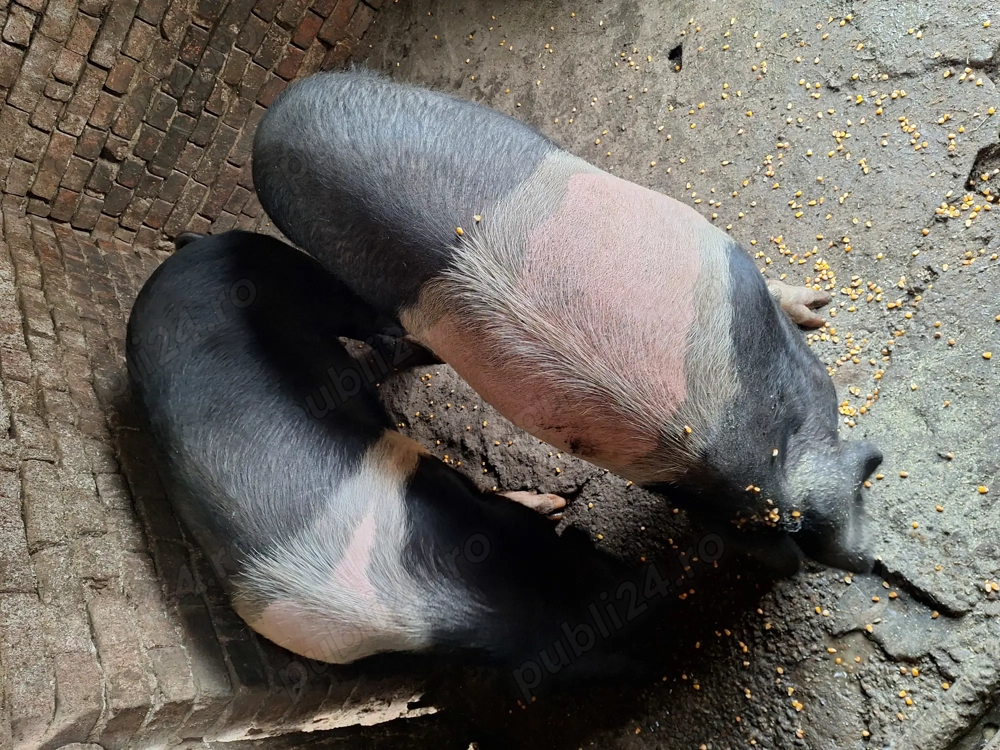 Porc bazna crescut natural