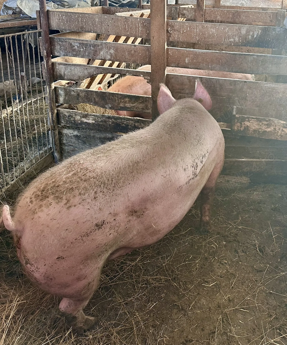 Vand porc de Craciun