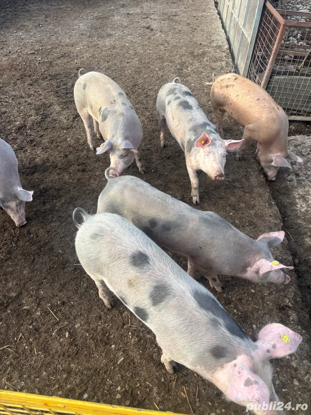 Suldei pietran de vanzare 40 70kg