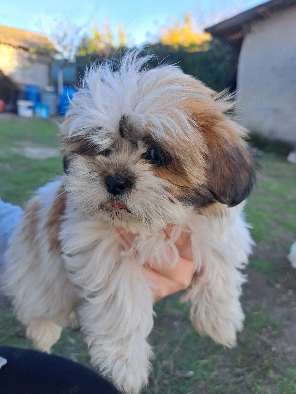 Pui câine Shih Tzu