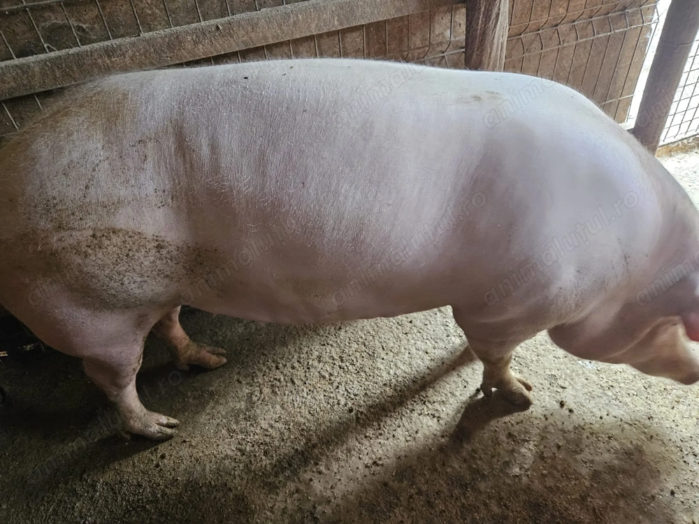 Porc de vânzare crescut la curte 