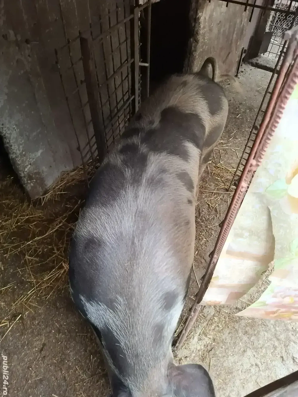 Porci de casa crescuti cu boabe