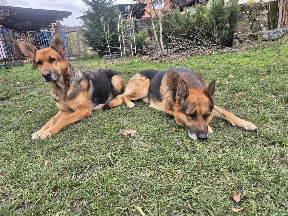 Pui ciobănesc german,născuți pe 20 octombrie,abia încărcați.Detin ambii părinți.