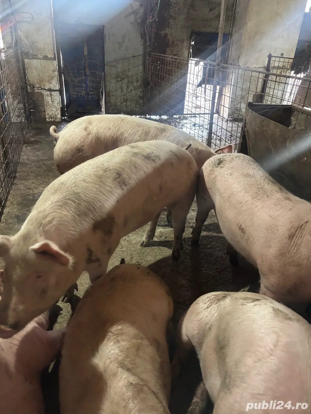 Vand porci de 100 110kg