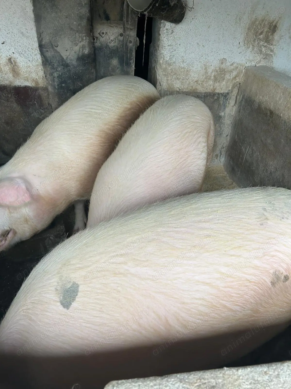 Vând  porci  grași