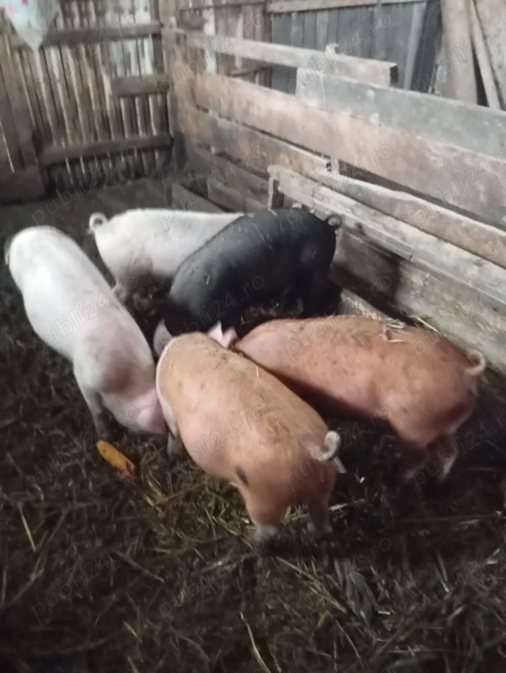 Purcei de vanzare 650 lei negociabil