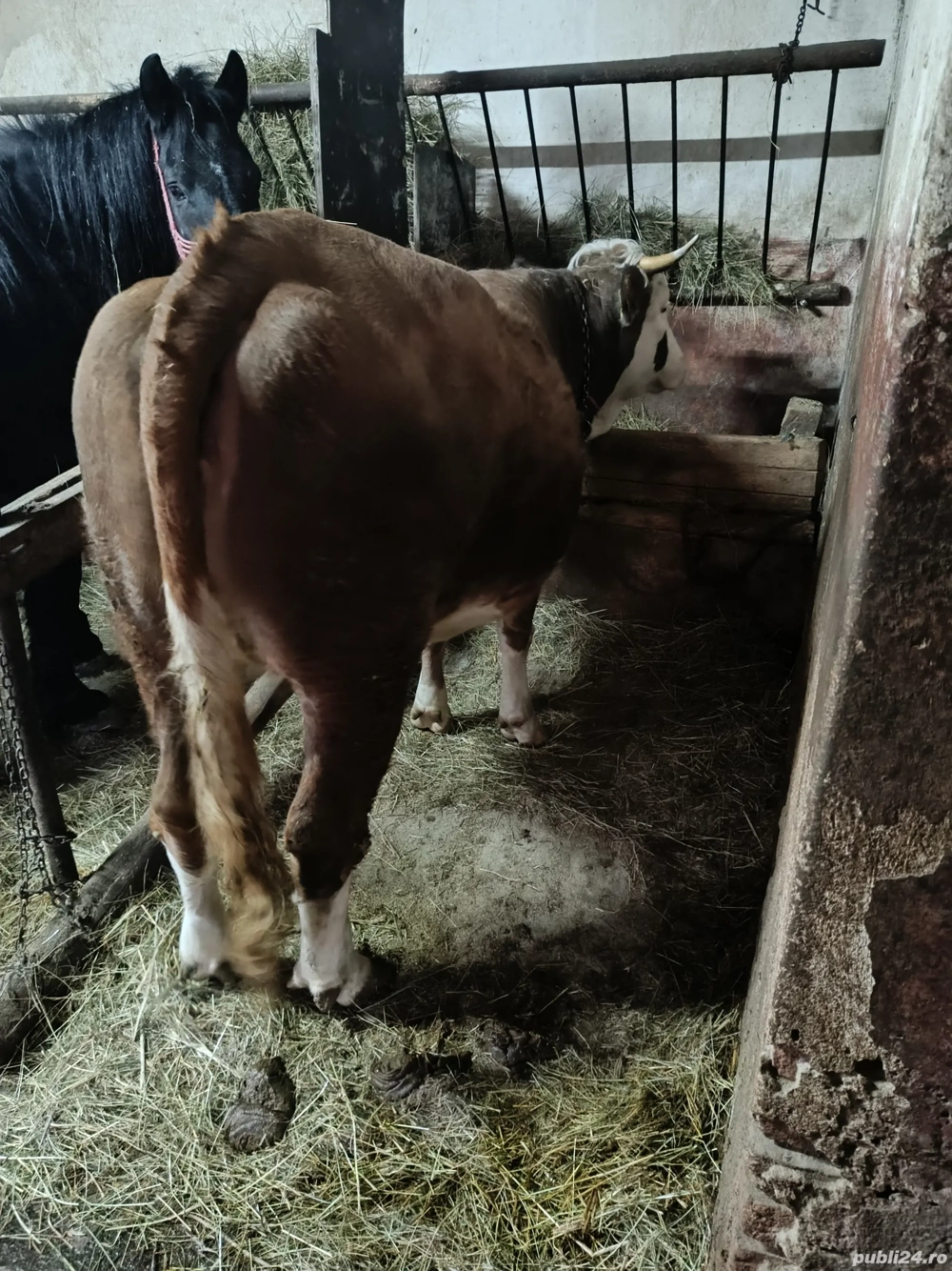 vand juninca la prima fatare 