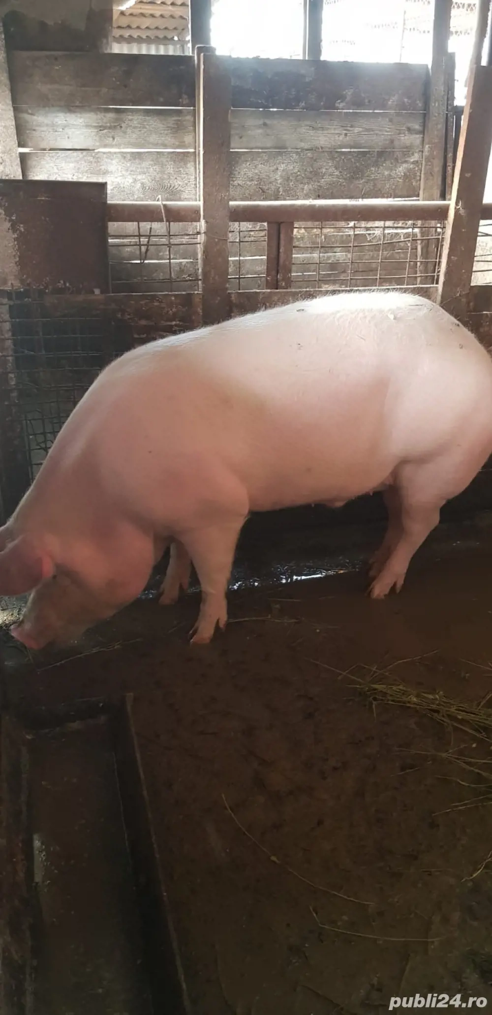 Porc gras de vânzare in Valea Lui Mihai