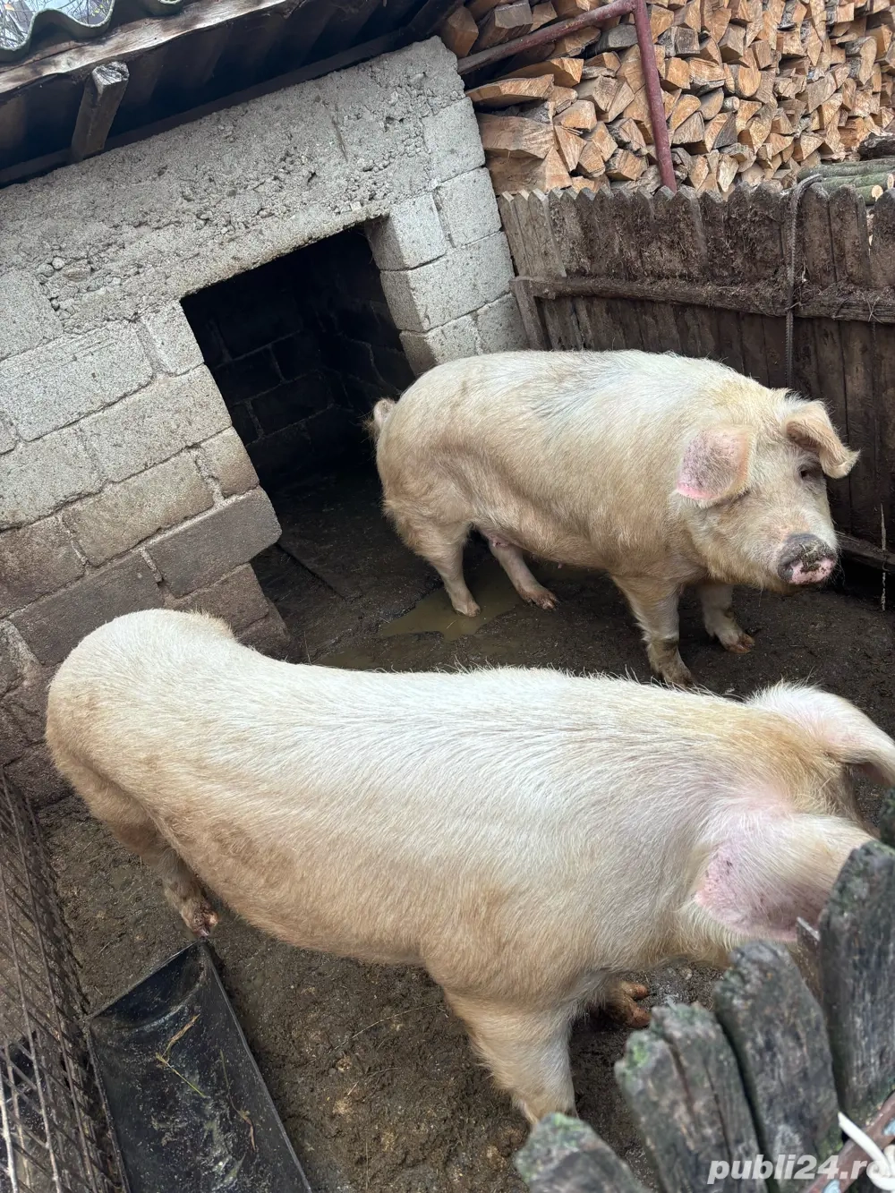 Vand porci 130-240 Kg