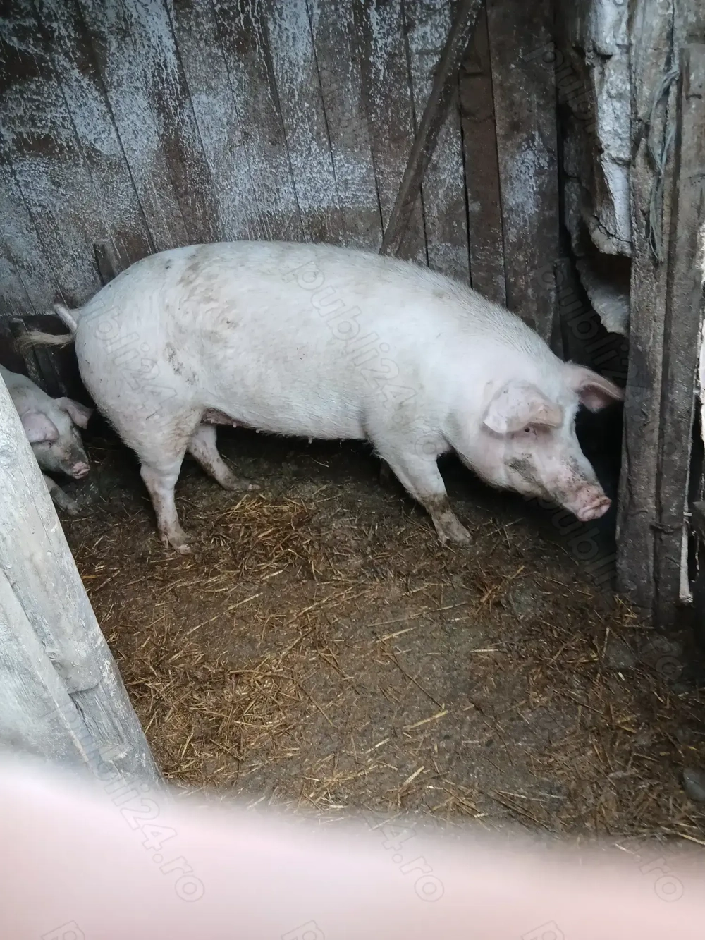 Vând porci 15 lei kg 