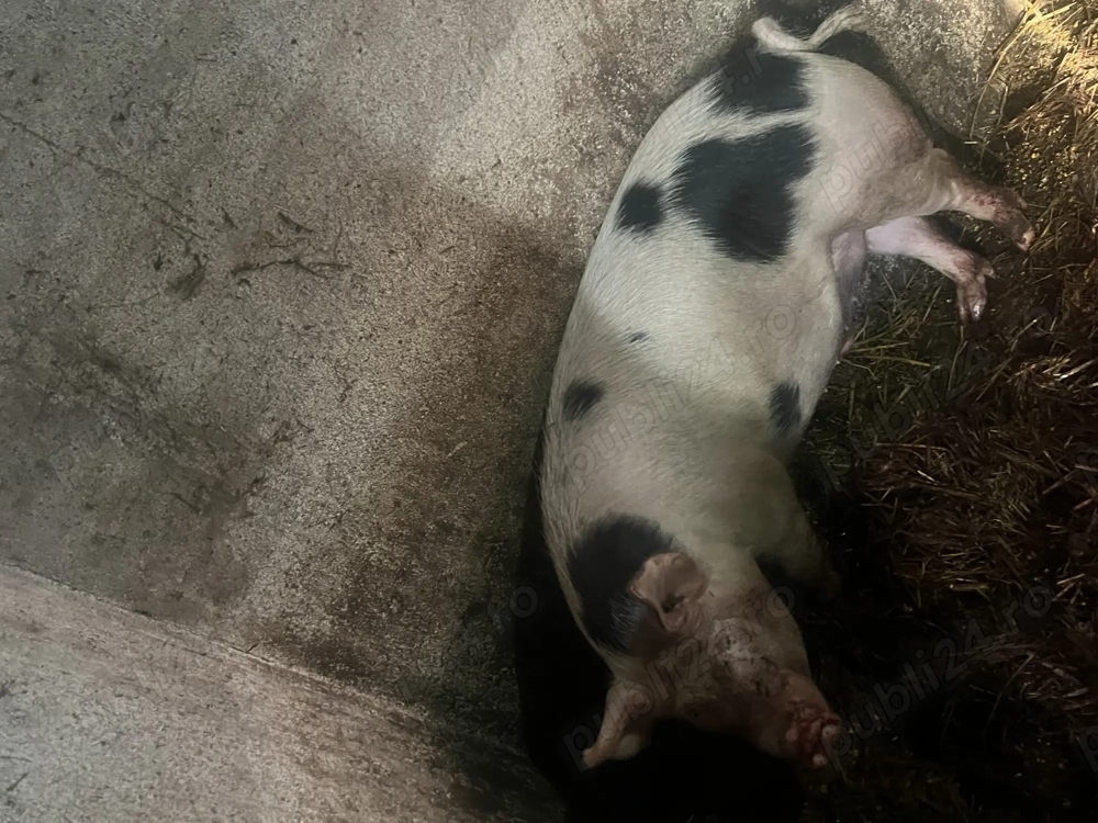 Porc de tăiat tânăr q