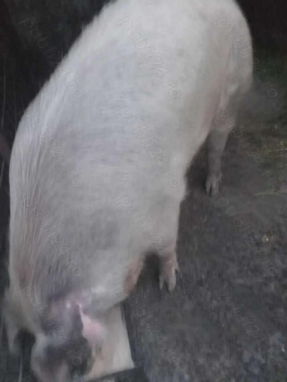 Vind porc ,rasa pietrean,are 200kg