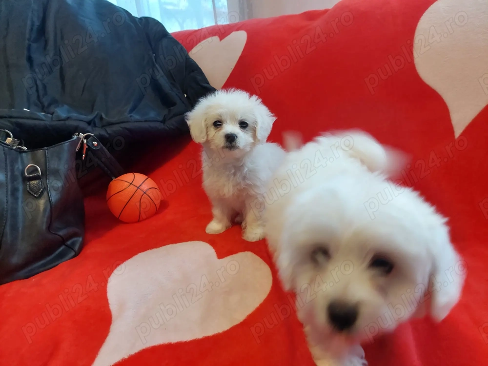 Vând 2 cățelușe bison maltez 