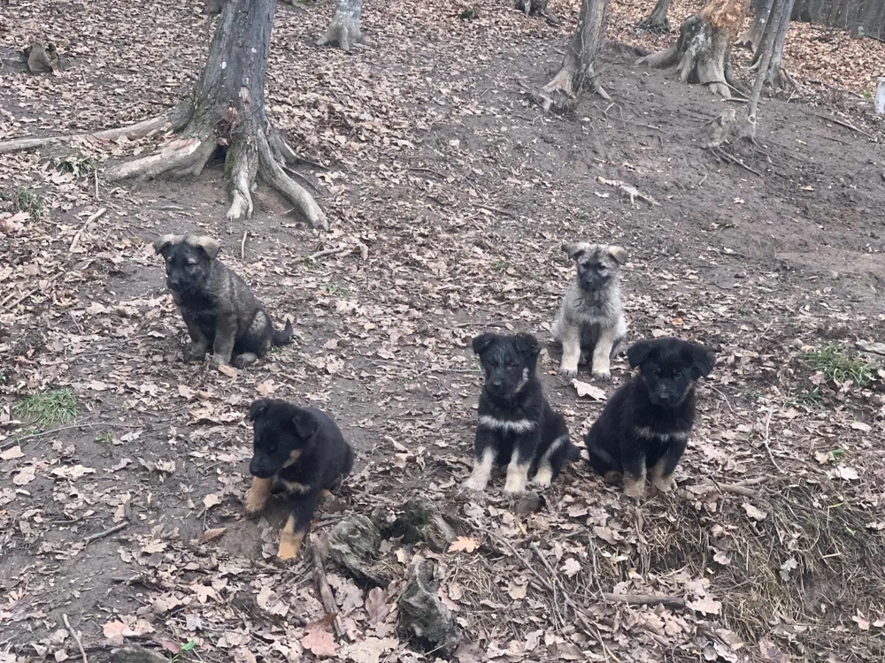 Catei ciobanesti germani lupi