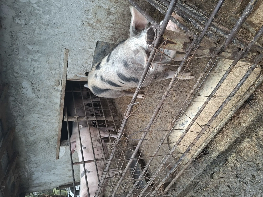 De vanzare!Porci crescut in curte la noi,nu sunt porci de ferma