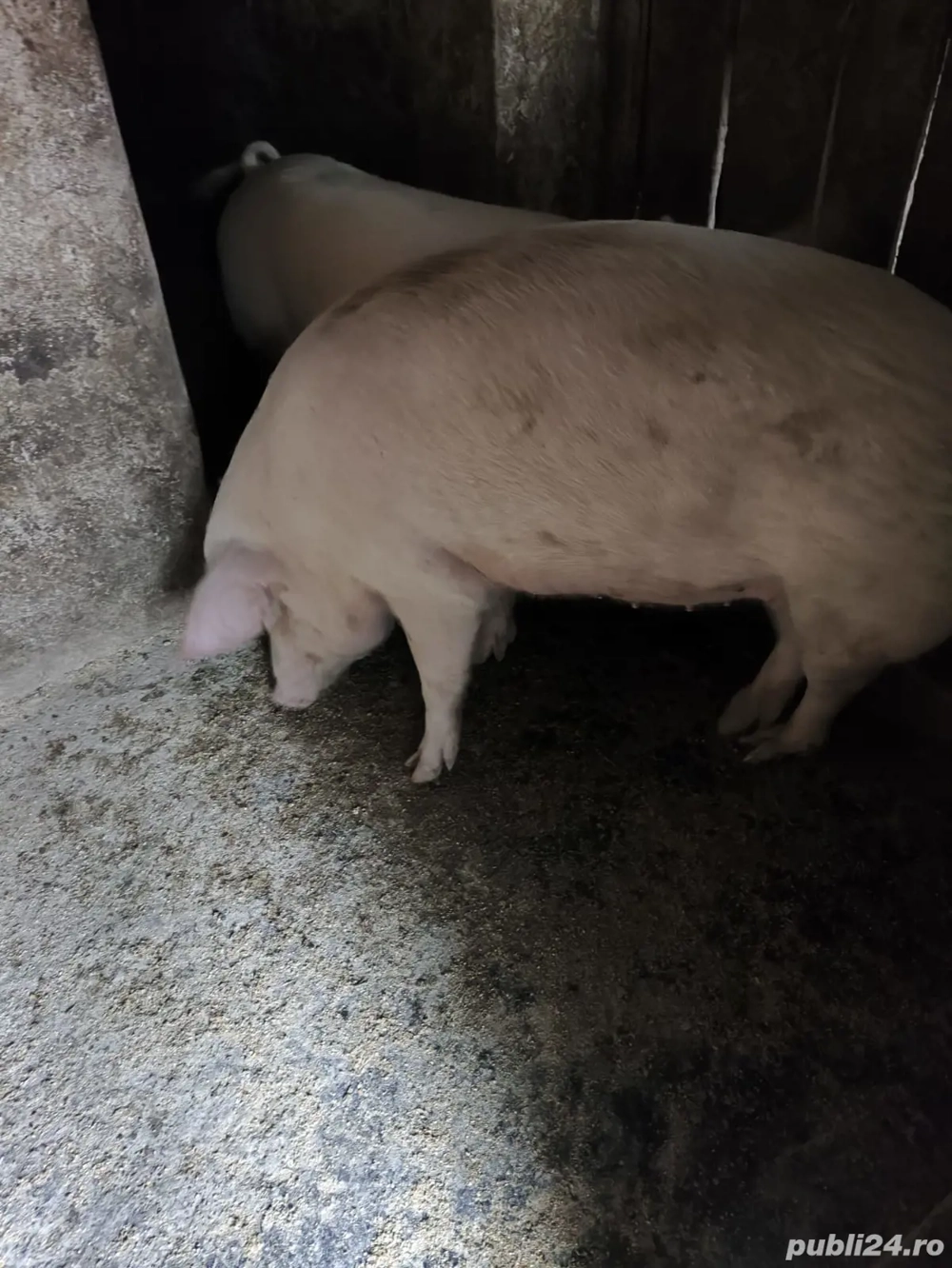 Porc Crăciun - Mânăstirea Călărași