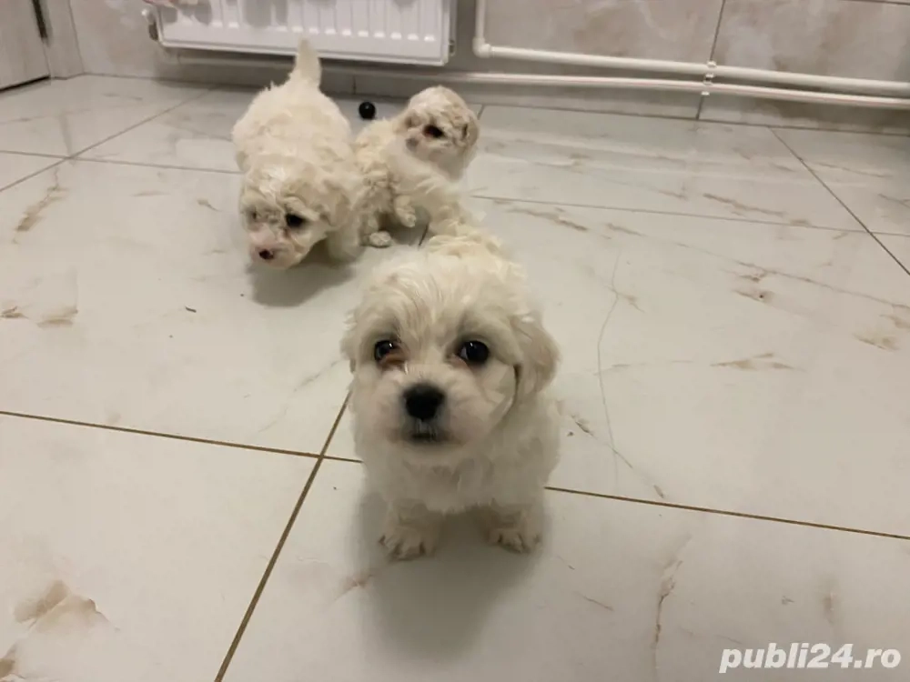 Bichon Maltez rasă pură