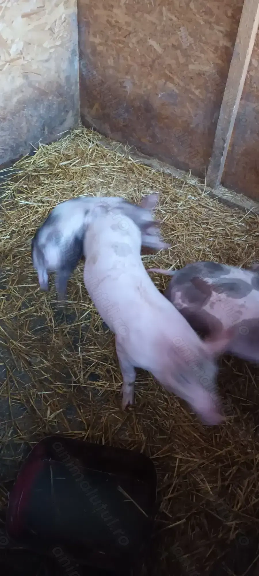 Purcei rasa de carne de vânzare 