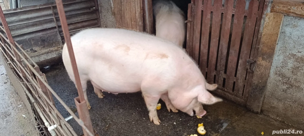 Vand porc  pentru Crăciun crescut in gospodărie 